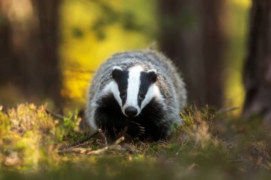 old European badger in wild