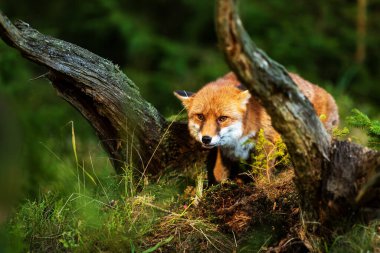 cube red fox (Vulpes vulpes) a curious young  animal