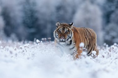 animal,  tiger in wild nature 