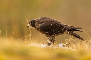 falcon in wild life, animal