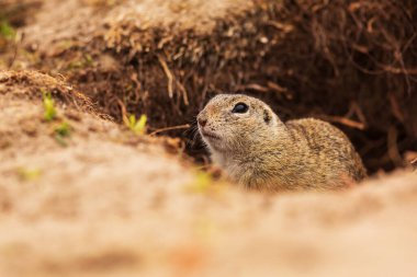 Küçük memeli, Avrupa yer sincabı (Spermophilus citellus) 