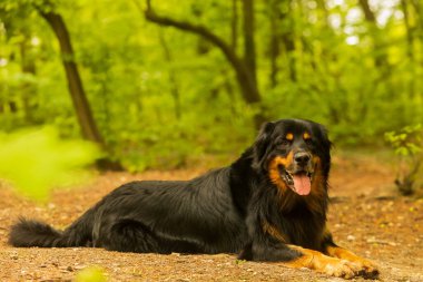 dog hovawart gold and black 