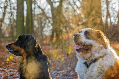  Köpekler parkta oynar. 