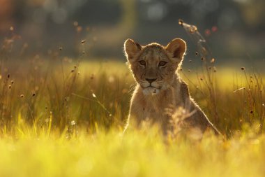 Lioness, Panthera leo, portrait  at daytime 
