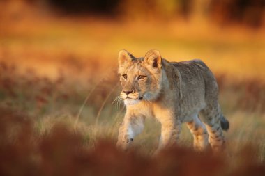 Lioness, Panthera leo, portrait  at daytime 