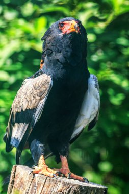 Bateleur Eagle portrait at daytime 