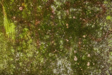 bark of beech, closeup