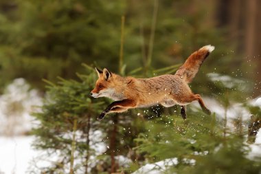 red fox (Vulpes vulpes)   animal