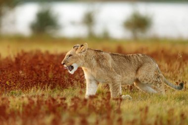 Lioness, Panthera leo, portrait  at daytime 