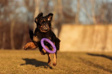 dog hovawart gold and black playing