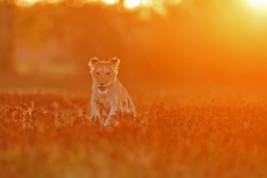 Lioness, Panthera leo, portrait  at daytime 