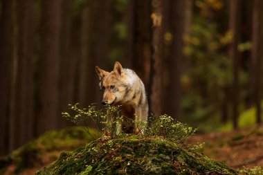 Avrasya kurt (Canis lupus lupus) 