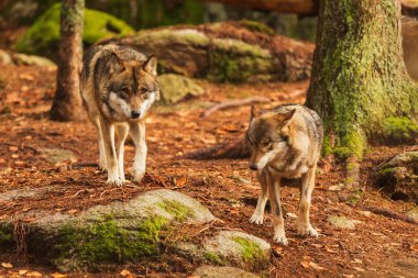 Eurasian wolves (Canis lupus lupus) 