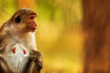 macaque (Macaca) in Sri Lanka