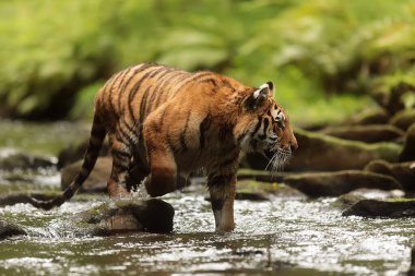 animal,  tiger in wild nature 