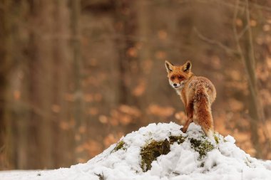 red fox (Vulpes vulpes)   animal