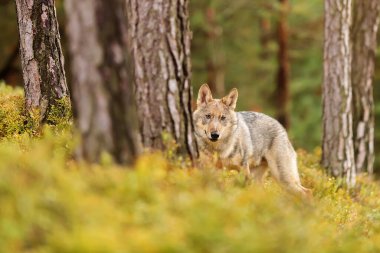 male Eurasian wolf (Canis lupus lupus) 