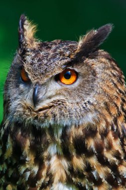 Kuş, hayvan, baykuş, yaklaşın.