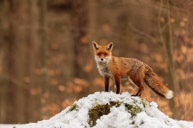 Kızıl tilki, Vulpes vulpes, çölde karda yürüyor.