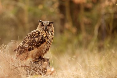 Kuş, hayvan, baykuş, yaklaşın.