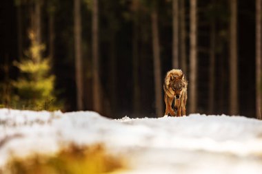 Avrasya kurt (Canis lupus lupus) 