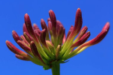 Güzel botanik fotoğrafı, doğal duvar kağıdı.