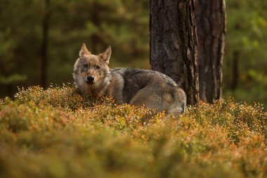 Avrasya kurt (Canis lupus lupus) 