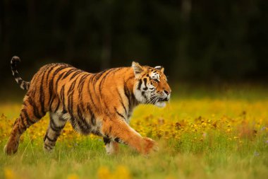 animal,  tiger in wild nature 