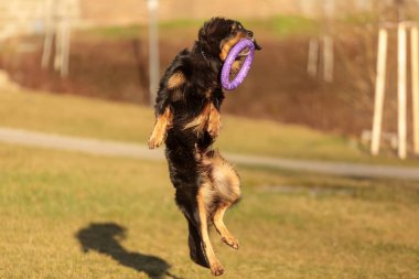 dog hovawart gold and black playing