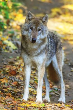 Avrasya kurt (Canis lupus lupus) 