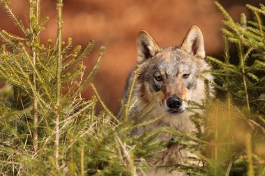 male Eurasian wolf (Canis lupus lupus) 