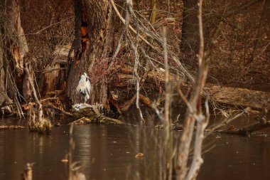Grey heron  in wild, bird