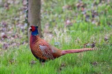 common pheasant in the grass