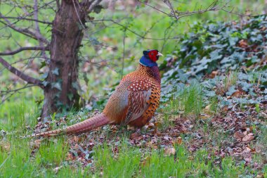 common pheasant in the grass