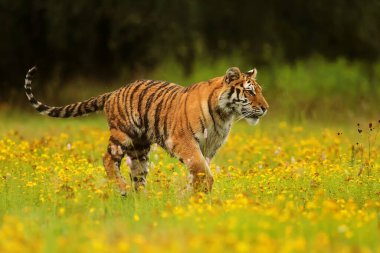 animal,  tiger in wild nature 