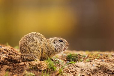Küçük memeli, Avrupa yer sincabı (Spermophilus citellus) 