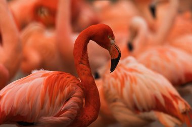 Amerikan flamingosu (Phoenicopterus ruber) sürünün kırmızı ayrıntıları