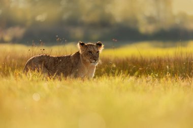 Lioness, Panthera leo, portrait  at daytime 