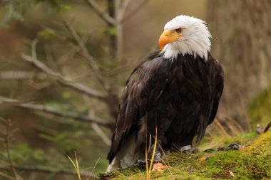 Bald eagle portrait on natural  background 