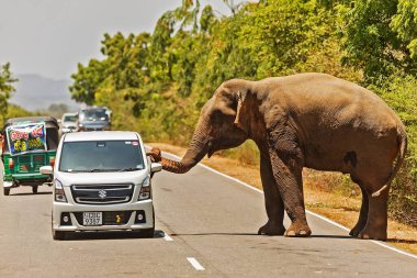 ULUSAL PARK YALA, SRI LANKA - 6 Eylül 2018: Asya fili, (Elephas maximus) arabalara dokunurken