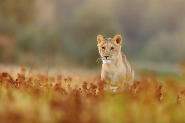 Lioness, Panthera leo, portrait  at daytime 