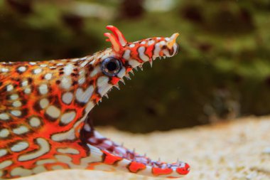 Leopar yılanbalığı ayrıntılı bir şekilde