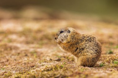 Küçük memeli, Avrupa yer sincabı (Spermophilus citellus) 