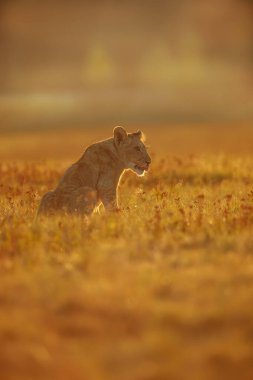 Lioness, Panthera leo, portrait  at daytime 