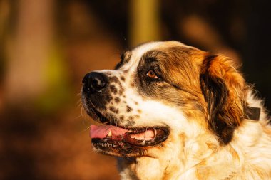Moscow watchdog nice portrait