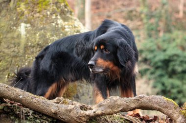 dog hovawart gold and black portrait