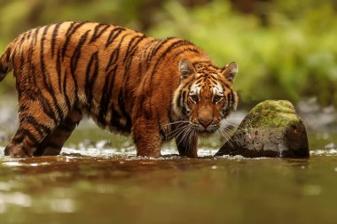animal,  tiger in wild nature 