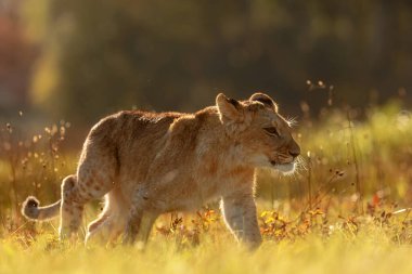 Lioness, Panthera leo, portrait  at daytime 