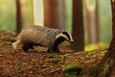 old European badger in wild