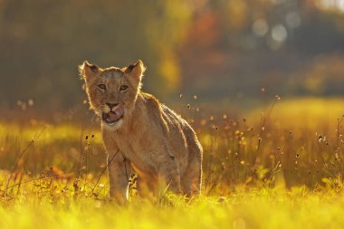 Lioness, Panthera leo, portrait  at daytime 
